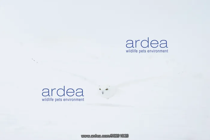 : Snowy Owl male flight : Snowy Owl male flight