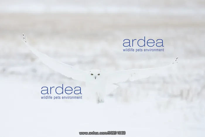 : Snowy Owl male flight : Snowy Owl male flight