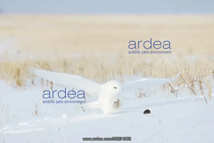 : Snowy Owl male flight : Snowy Owl male flight
