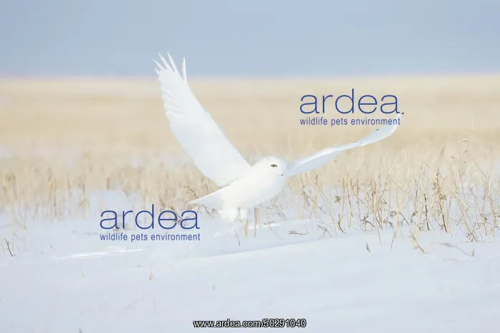 : Snowy Owl male flight : Snowy Owl male flight