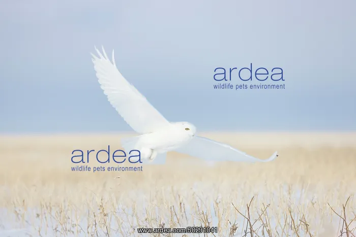 : Snowy Owl male flight : Snowy Owl male flight