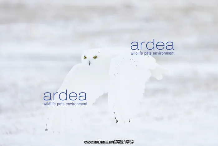  : Snowy Owl male flight