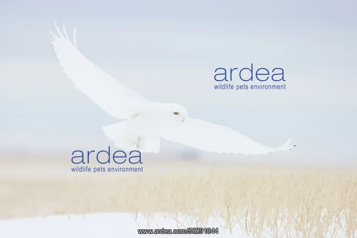 : Snowy Owl male flight : Snowy Owl male flight