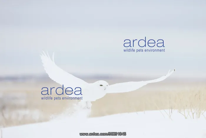 : Snowy Owl male flight : Snowy Owl male flight