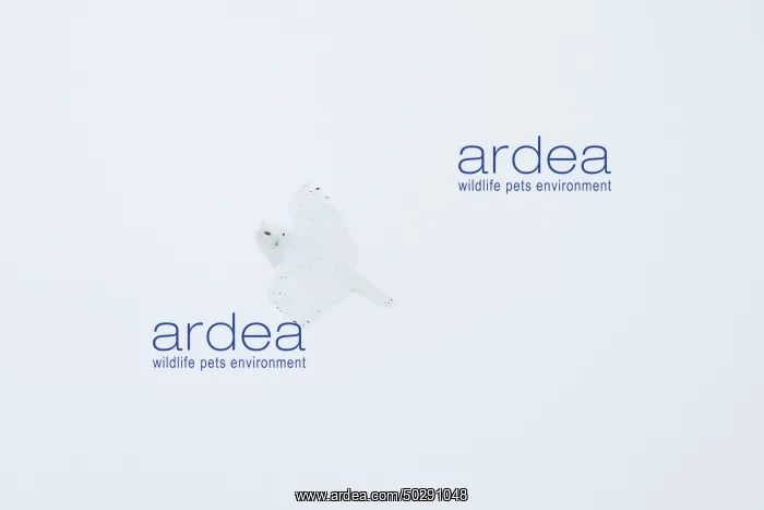 : Snowy Owl male flight : Snowy Owl male flight