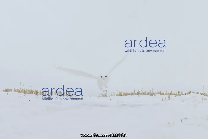 : Snowy Owl male flight : Snowy Owl male flight
