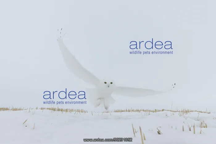 : Snowy Owl male flight : Snowy Owl male flight