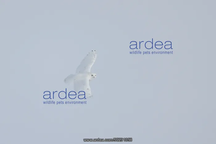 : Snowy Owl male flight : Snowy Owl male flight