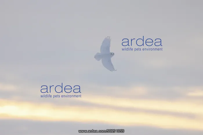 : Snowy Owl male flight : Snowy Owl male flight