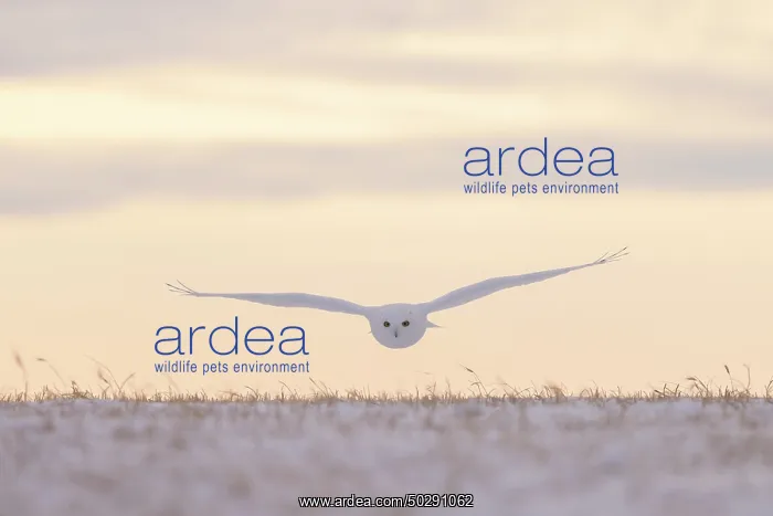 : Snowy Owl male flight : Snowy Owl male flight