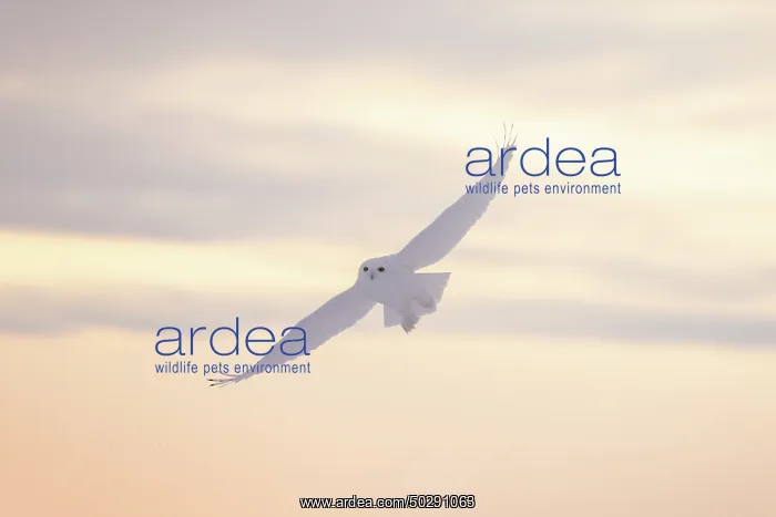 : Snowy Owl male flight : Snowy Owl male flight