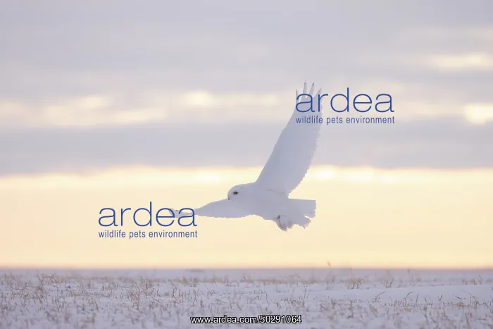: Snowy Owl male flight : Snowy Owl male flight