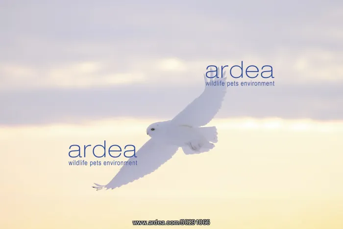 : Snowy Owl male flight : Snowy Owl male flight