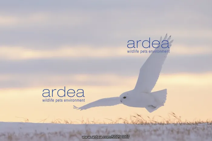 : Snowy Owl male flight : Snowy Owl male flight