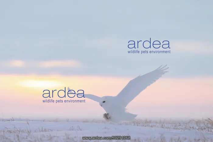 : Snowy Owl male flight : Snowy Owl male flight