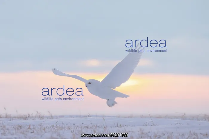 : Snowy Owl male flight : Snowy Owl male flight