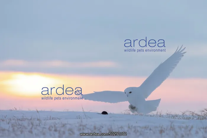 : Snowy Owl male flight : Snowy Owl male flight