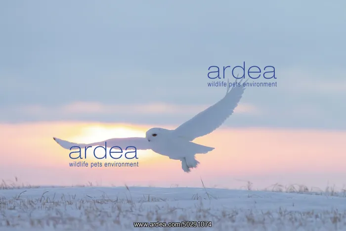 : Snowy Owl male flight : Snowy Owl male flight