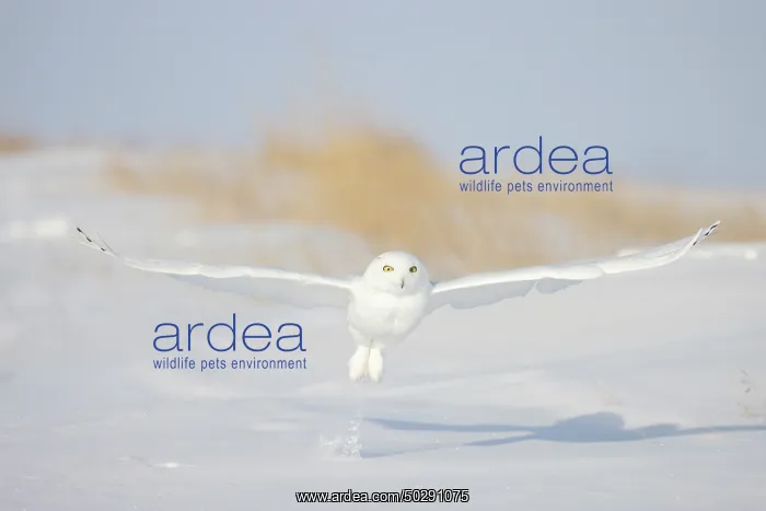 : Snowy Owl male flight : Snowy Owl male flight