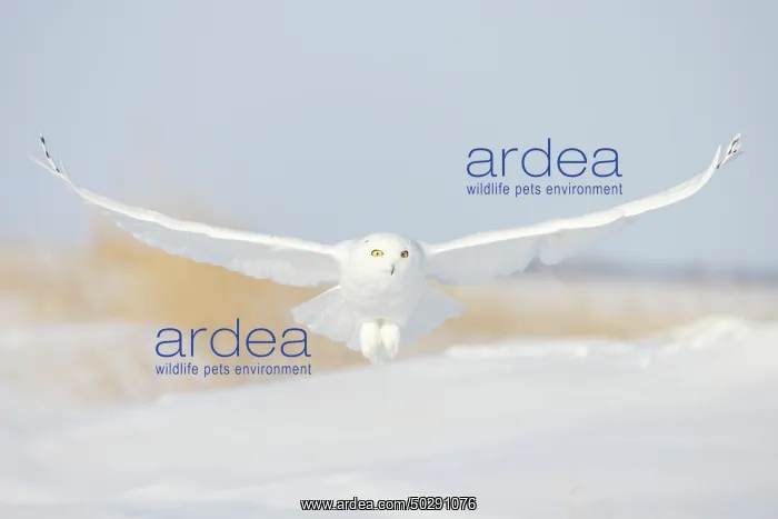 : Snowy Owl male flight : Snowy Owl male flight