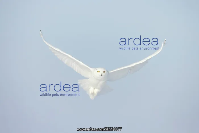  : Snowy Owl male flight