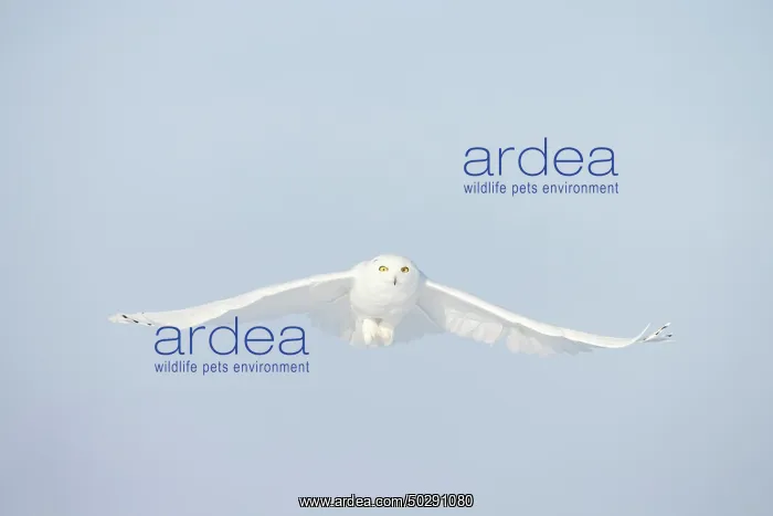 : Snowy Owl male flight : Snowy Owl male flight