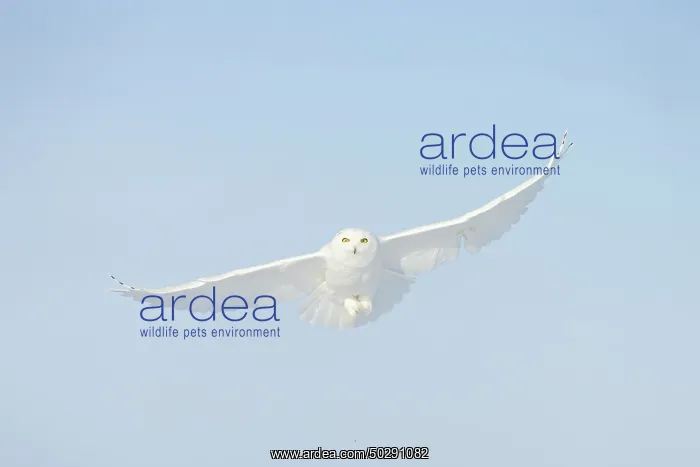 : Snowy Owl male flight : Snowy Owl male flight