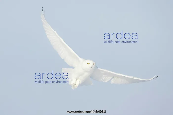 : Snowy Owl male flight : Snowy Owl male flight