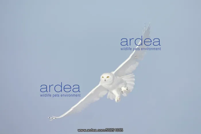 : Snowy Owl male flight : Snowy Owl male flight