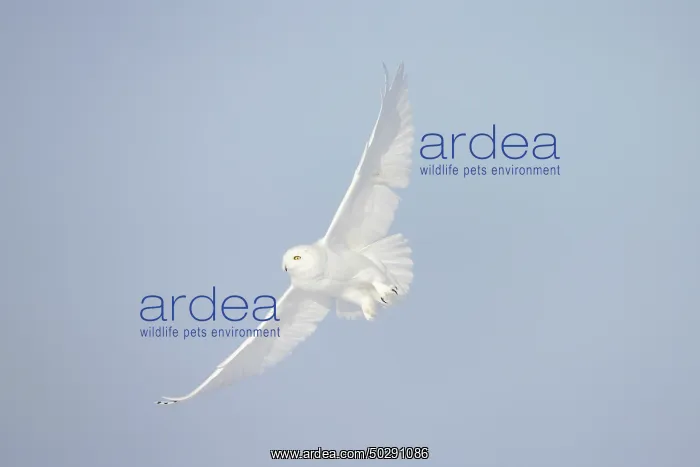 : Snowy Owl male flight : Snowy Owl male flight