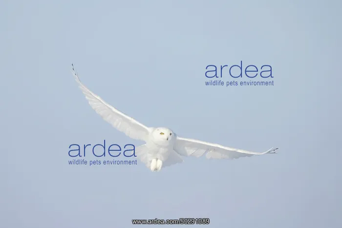 : Snowy Owl male flight : Snowy Owl male flight