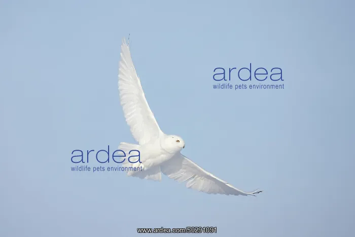 : Snowy Owl male flight : Snowy Owl male flight