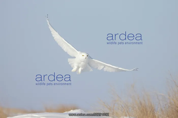 : Snowy Owl male flight : Snowy Owl male flight