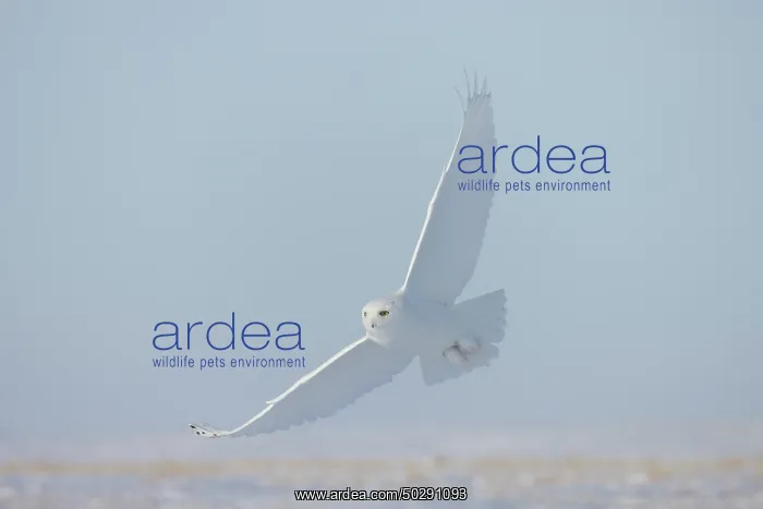 : Snowy Owl male flight : Snowy Owl male flight