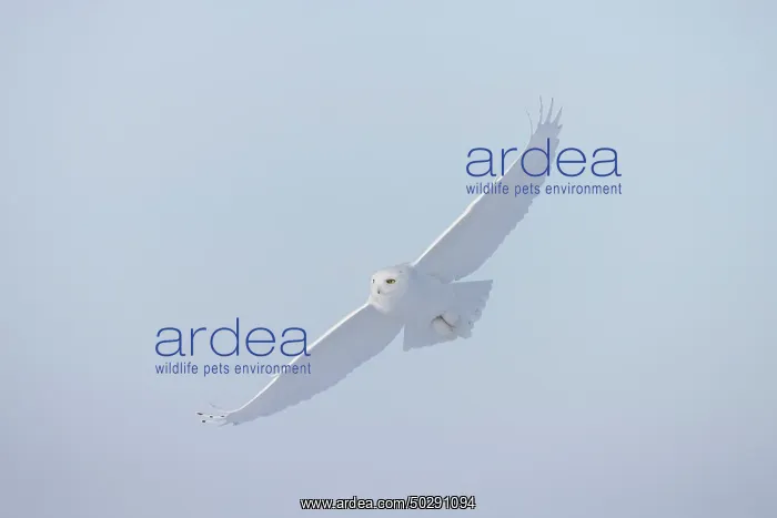 : Snowy Owl male flight : Snowy Owl male flight