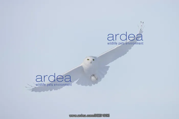 : Snowy Owl male flight : Snowy Owl male flight