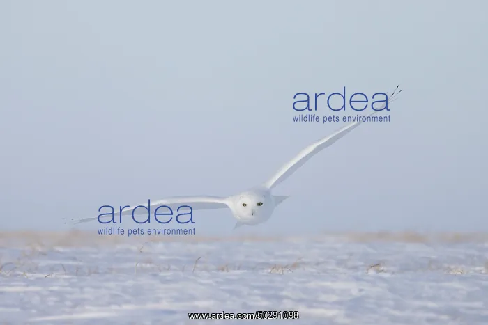 : Snowy Owl male flight : Snowy Owl male flight