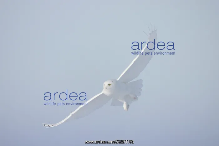 : Snowy Owl male flight : Snowy Owl male flight