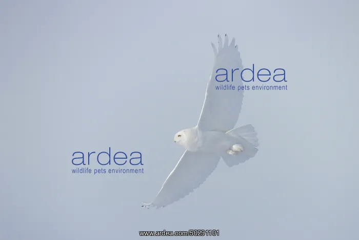 : Snowy Owl male flight : Snowy Owl male flight