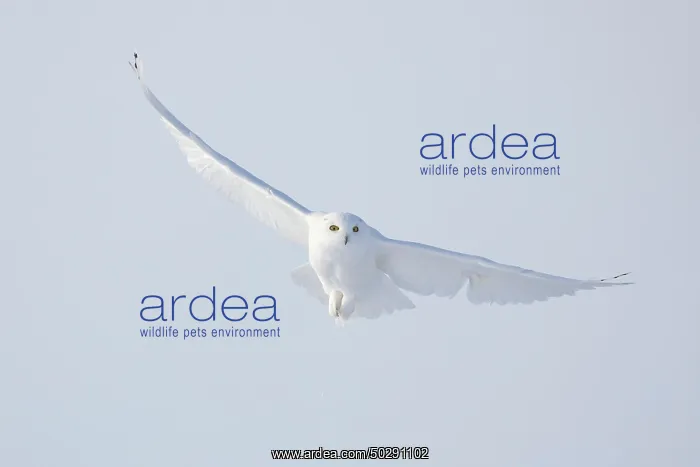 : Snowy Owl male flight : Snowy Owl male flight