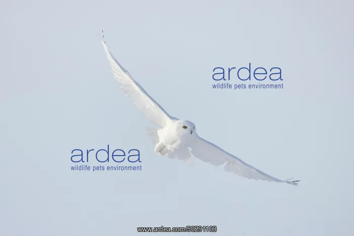 : Snowy Owl male flight : Snowy Owl male flight