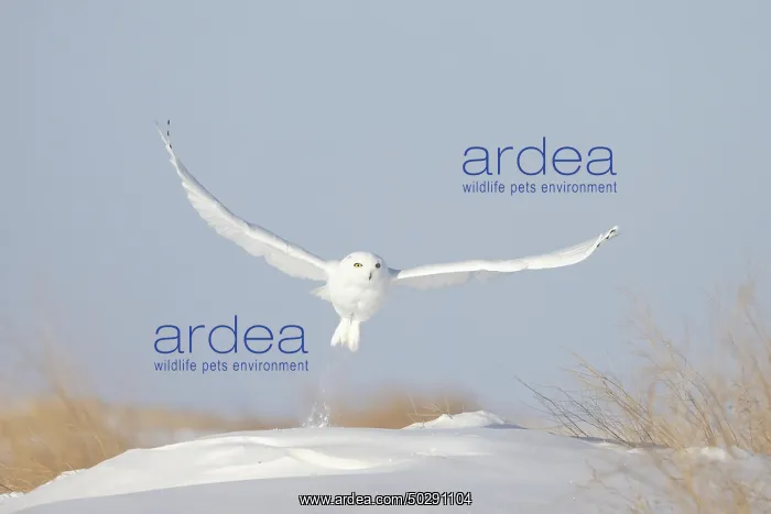 : Snowy Owl male flight : Snowy Owl male flight