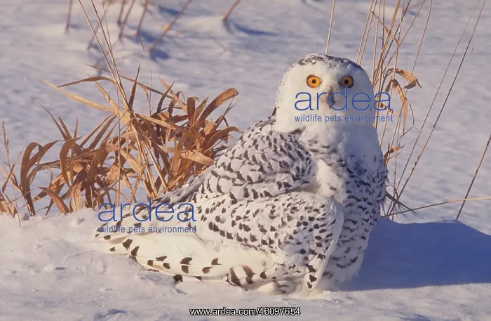 : Snowy Owl (Nyctea scandiaca) : Snowy Owl (Nyctea scandiaca)