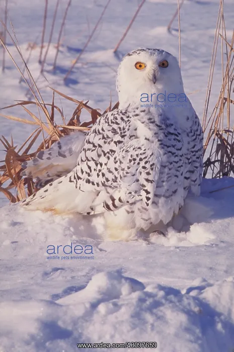 : Snowy owl (Nyctea scandiaca) : Snowy owl (Nyctea scandiaca)