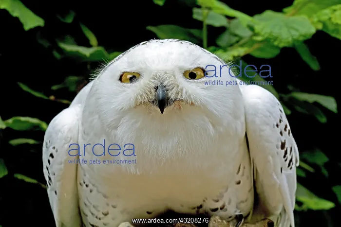 : Snowy Owl (nyctea scandiaca) : Snowy Owl (nyctea scandiaca)