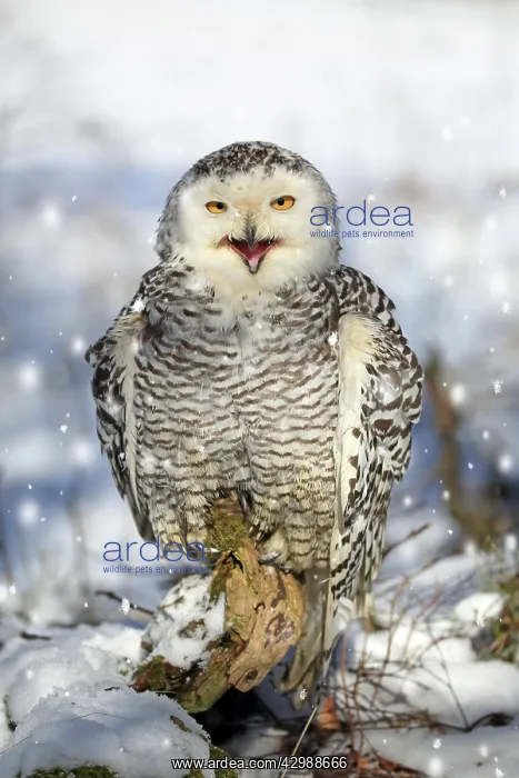 : Snowy owl (Nyctea scandiaca), adult, calling, winter : Snowy owl (Nyctea scandiaca), adult, calling, winter