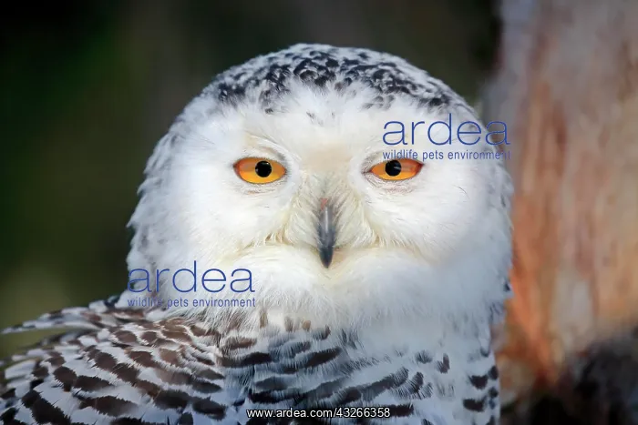 : Snowy owl (Nyctea scandiaca), adult, animal portrait : Snowy owl (Nyctea scandiaca), adult, animal portrait