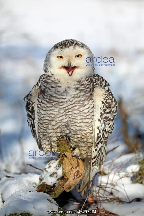 : Snowy owl (Nyctea scandiaca), adult, calling, winter : Snowy owl (Nyctea scandiaca), adult, calling, winter