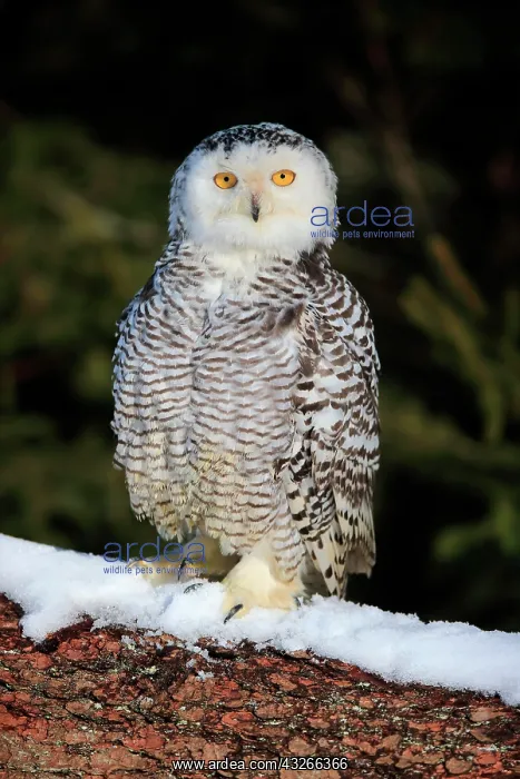 : Snowy owl (Nyctea scandiaca), adult, alert, on tree : Snowy owl (Nyctea scandiaca), adult, alert, on tree