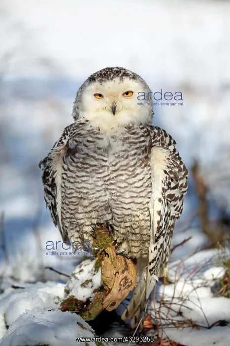 : Snowy owl (Nyctea scandiaca), adult, alert, on tree : Snowy owl (Nyctea scandiaca), adult, alert, on tree